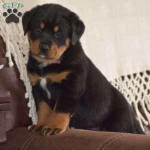 Aurora, Bernese Mountain Dog Mix Puppy
